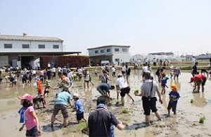田植え体験の様子 田植え体験の様子