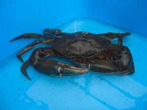 海洋環境整備船「白龍」が珍しいカニ捕獲、水族館へ寄贈