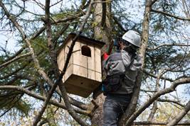 日通、社有林にエゾフクロウの巣箱、野鳥生息環境を整備