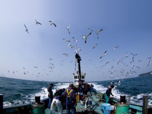 青森マグロの大規模加工センターがきょう竣工