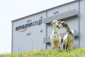 アマゾン、多治見市の物流拠点に3度目のヤギ除草隊