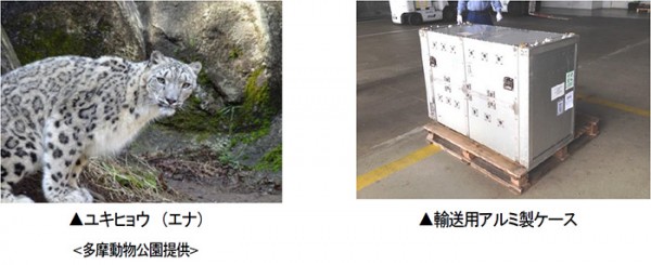 阪急阪神エクス、トロントへユキヒョウを輸送