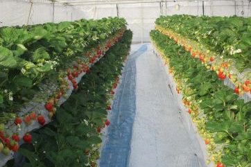 オリエンタルランド、北海道にイチゴ農園設立し年間50トン生産1