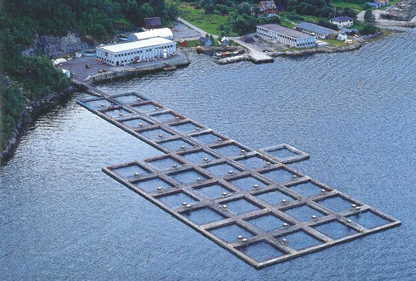 横浜冷凍、ノルウェーの養殖会社買収