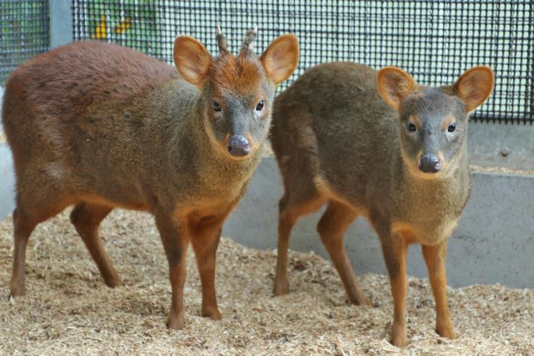 阪急阪神エクス、シカ科最小種｢プーズー｣輸入手配完了