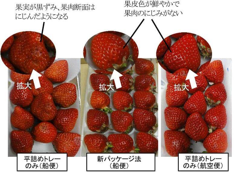 輸送コスト10分の1、イチゴの海上輸送が可能に