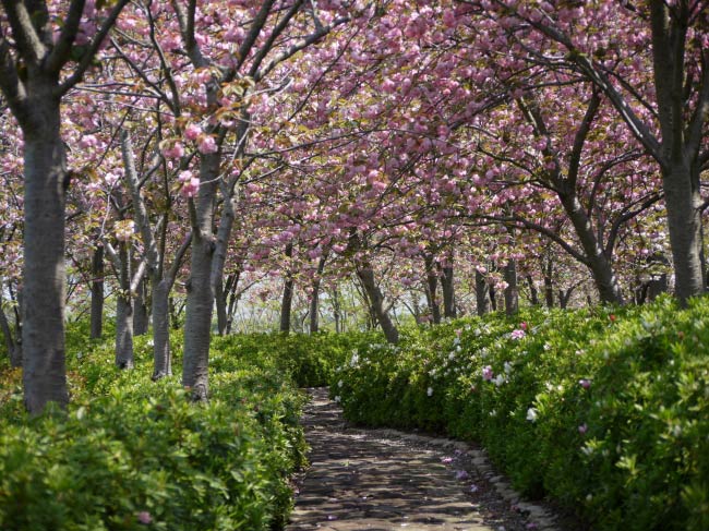 ディノス･セシール、4/23に物流C内の桜並木を一般公開